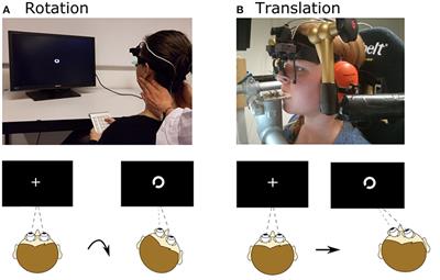 Vestibulo-Ocular Responses and Dynamic Visual Acuity During Horizontal Rotation and Translation